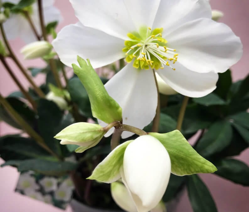 Seasonal Flower: Hellebores