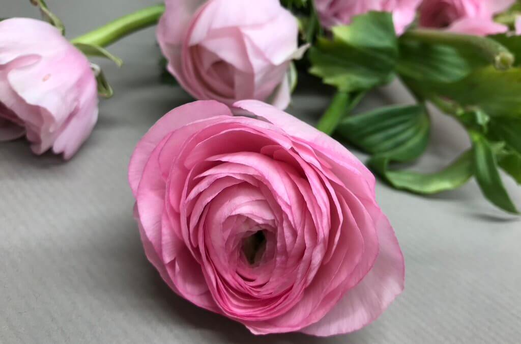 Seasonal Flower: Ranunculus