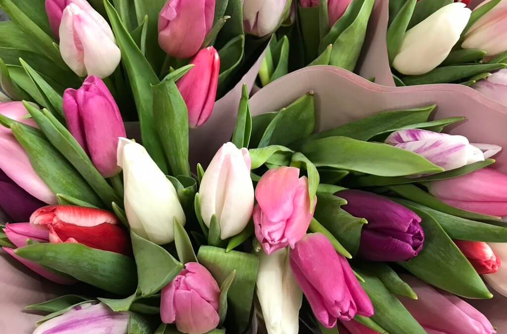 Seasonal Flower: Tulips