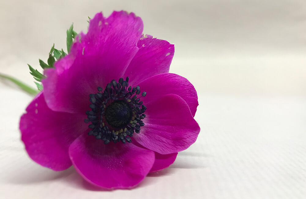 Seasonal Flower: Anemone