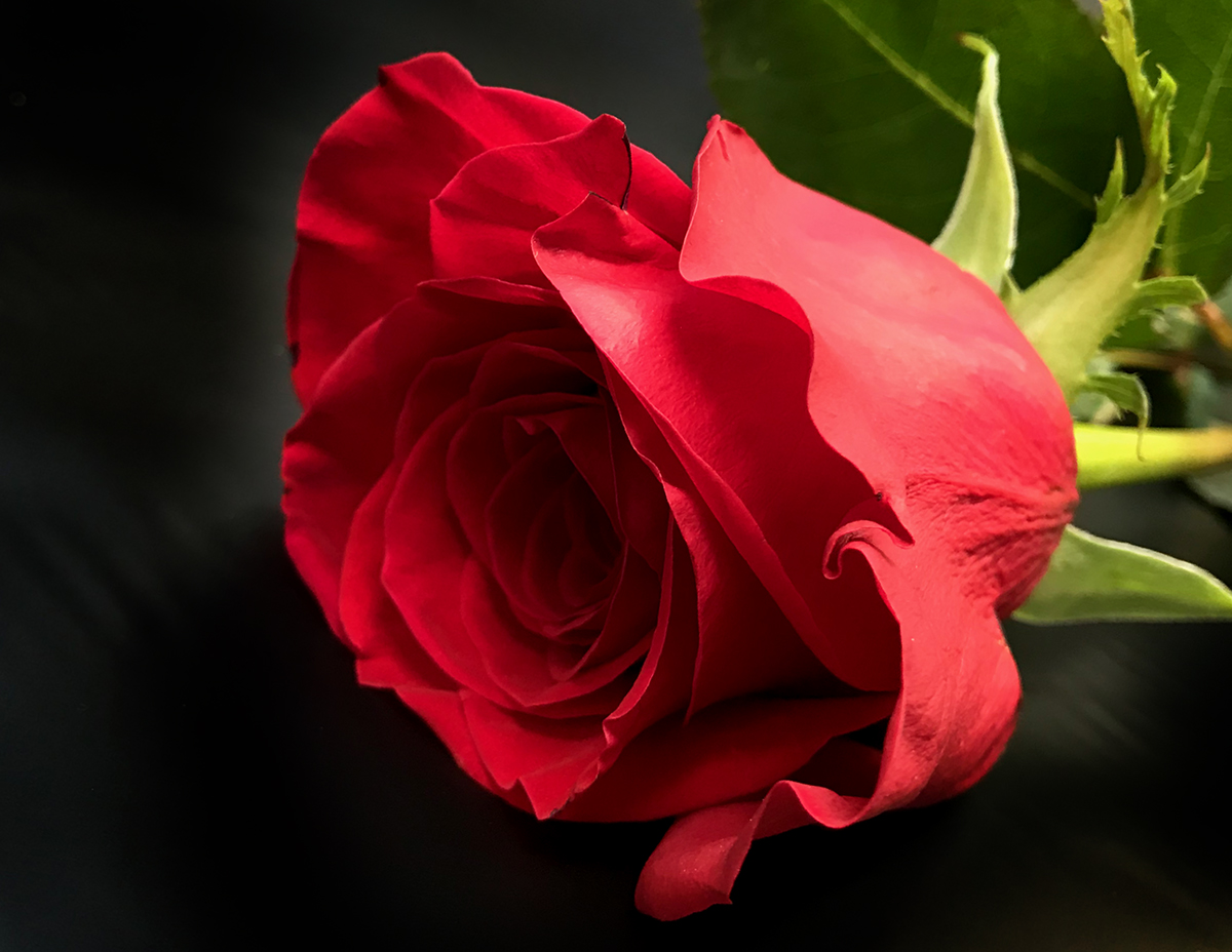 Our 2020 Valentine's Day Red Roses | Regency Flowers