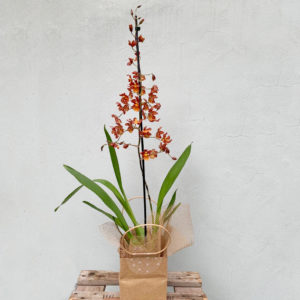 Colmanara Orchid