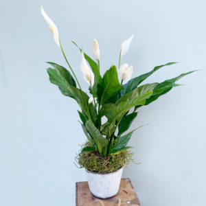 Peace Lily Plant