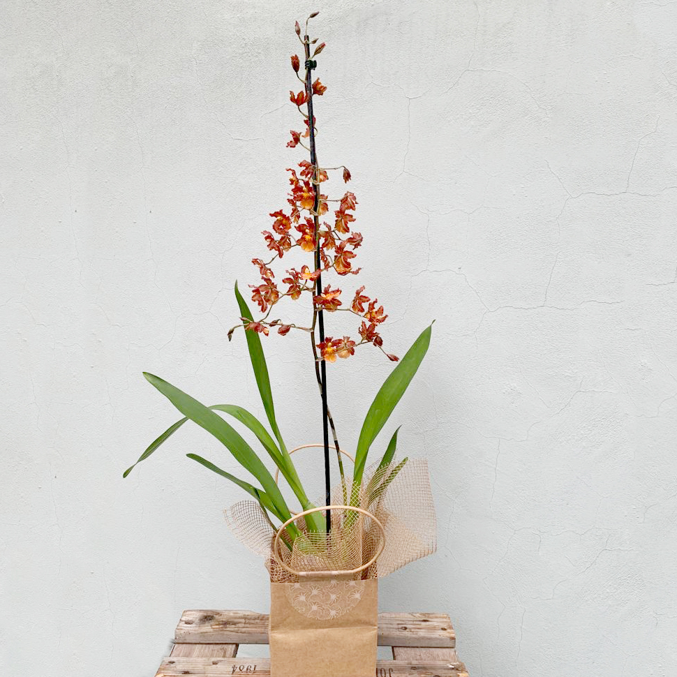 Orchid Houseplant Care