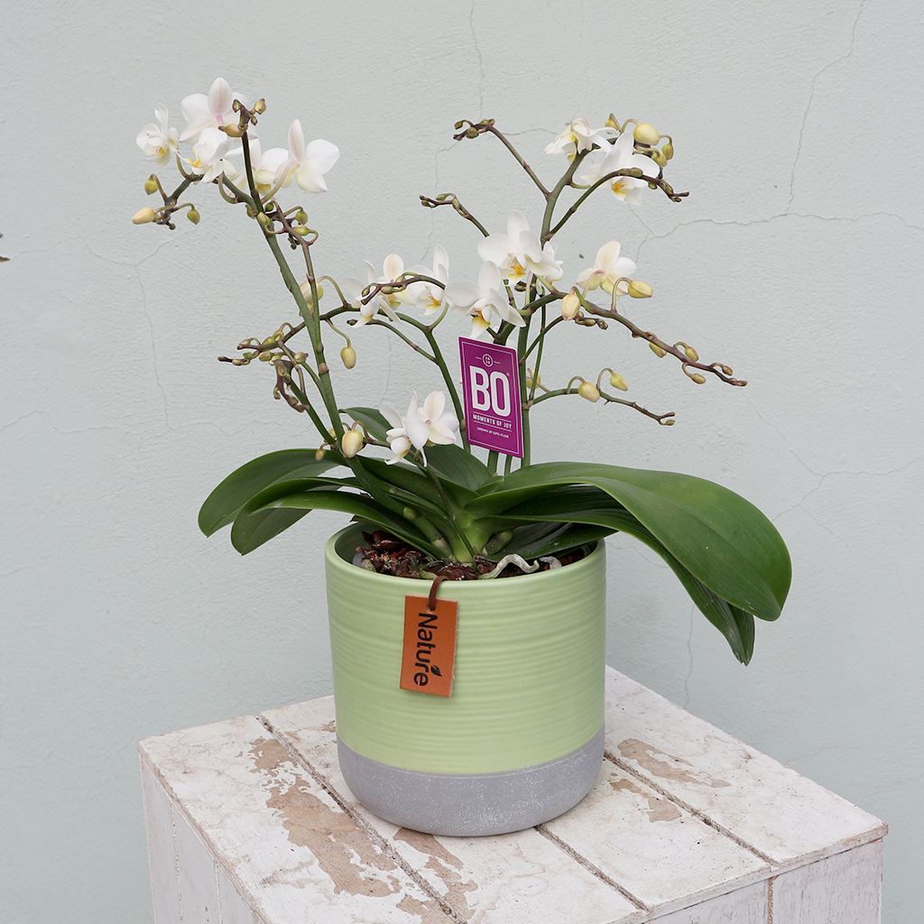 Orchid Houseplant Care