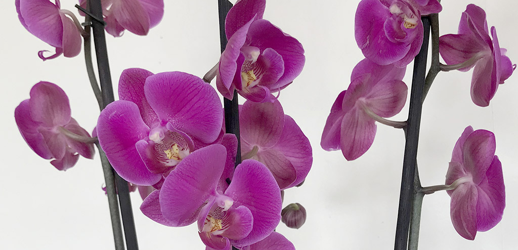 Houseplant Care – Looking After Orchids