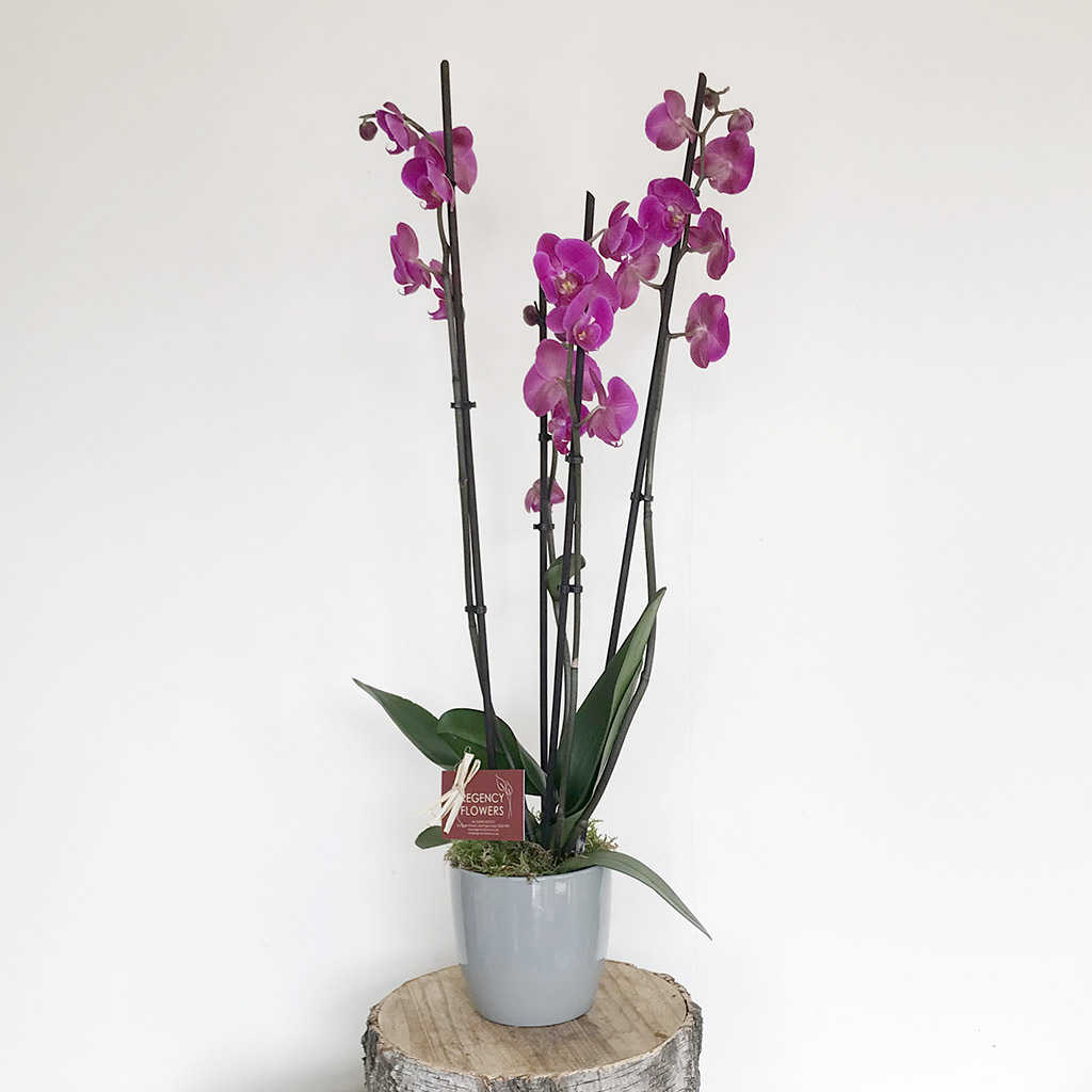 Orchid Houseplant Care