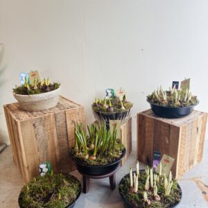 Spring Planted Arrangement